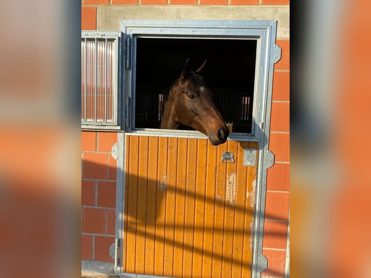 Trakehner Yegua 17 años Castaño in Würzburg