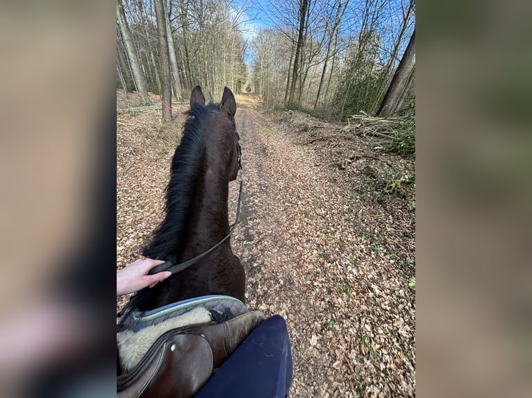 Trakehner Yegua 18 años 160 cm Castaño in Mittelangeln