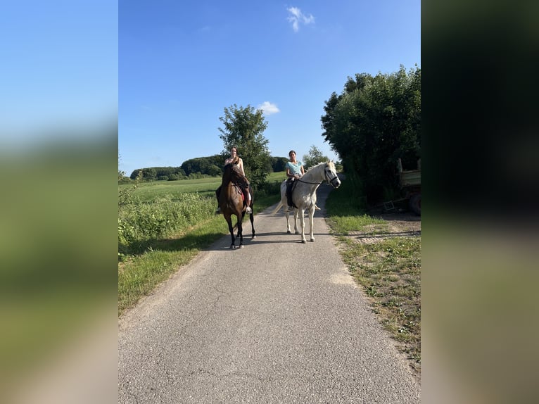 Trakehner Yegua 18 años 160 cm Castaño in Mittelangeln