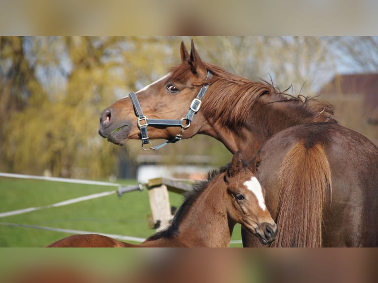 Trakehner Yegua 18 años Alazán-tostado in Klein Wittensee