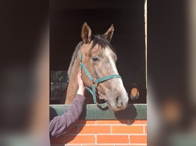 Trakehner Yegua 19 años 165 cm  in Wagenfeld