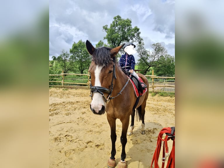 Trakehner Yegua 19 años 165 cm Castaño in Bleialf