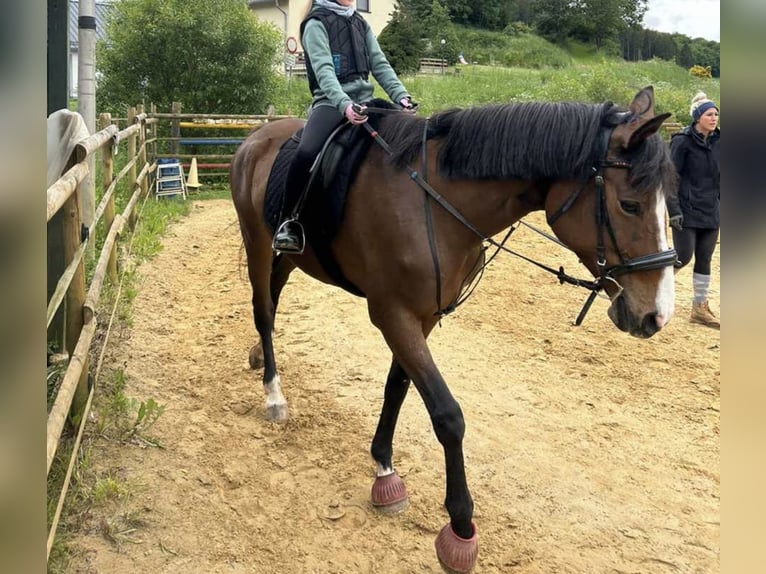 Trakehner Yegua 19 años 165 cm Castaño in Bleialf