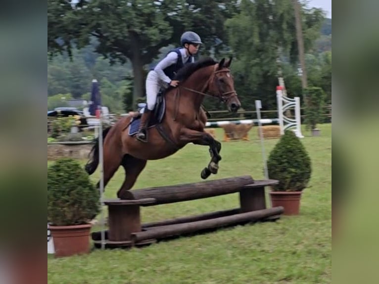 Trakehner Yegua 19 años 165 cm Castaño in Melle