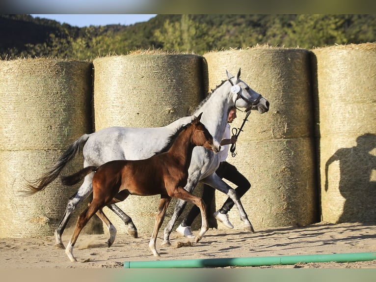 Trakehner Yegua 1 año 165 cm Castaño in Aytos