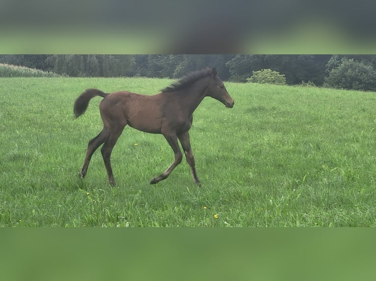 Trakehner Yegua 1 año 165 cm Castaño oscuro in Adelsried