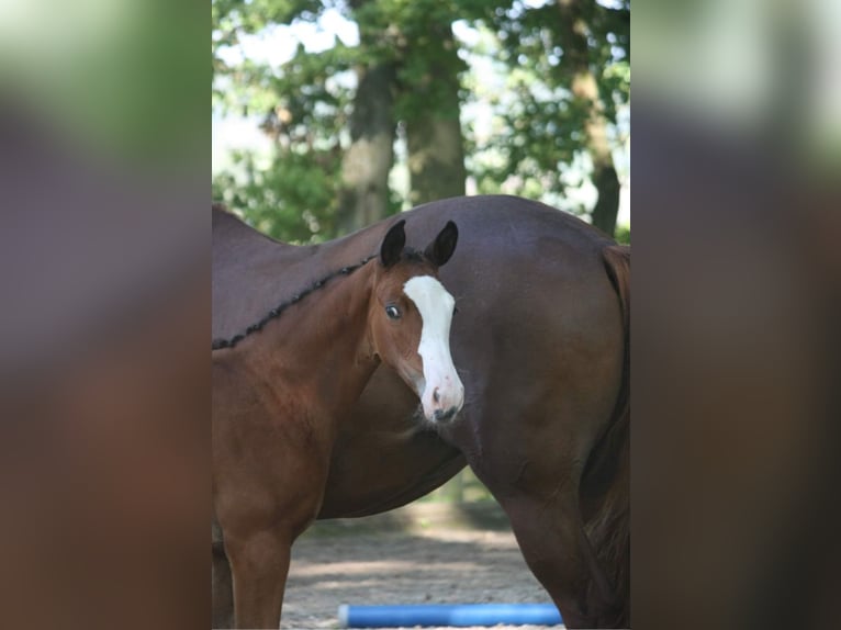 Trakehner Yegua 1 año 167 cm Castaño in Nümbrecht