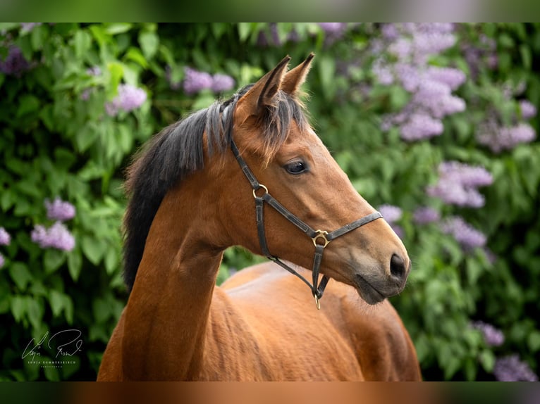 Trakehner Yegua 1 año 167 cm Castaño in Wenningstedt