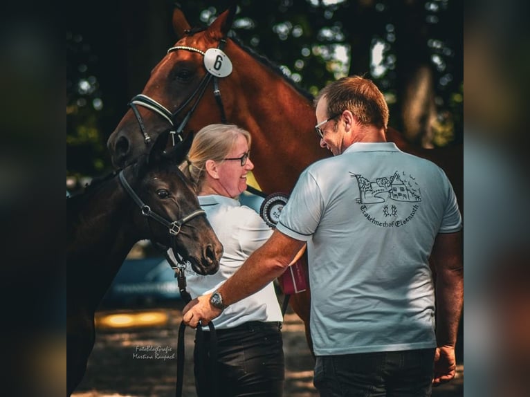 Trakehner Yegua 1 año 168 cm Negro in Nümbrecht