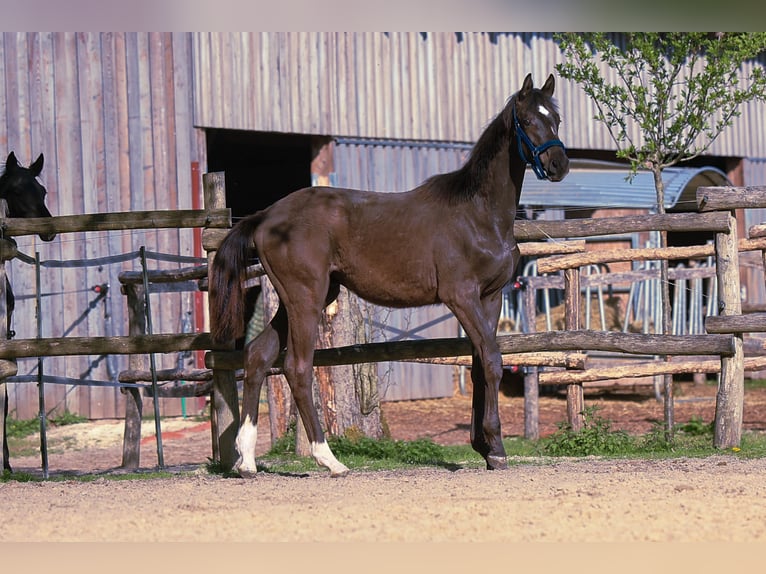Trakehner Yegua 1 año 169 cm Castaño oscuro in Uslar