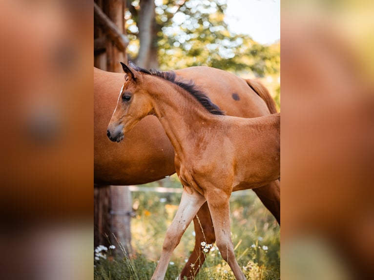 Trakehner Yegua 1 año 170 cm Castaño in Burgstädt