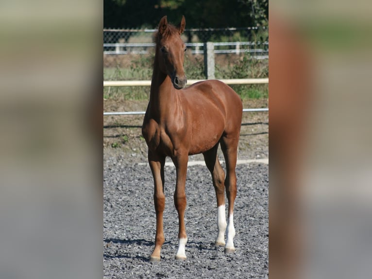 Trakehner Yegua 1 año Alazán-tostado in Crivitz