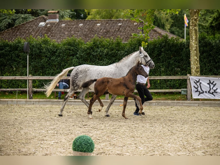 Trakehner Yegua 1 año Castaño in Kropp