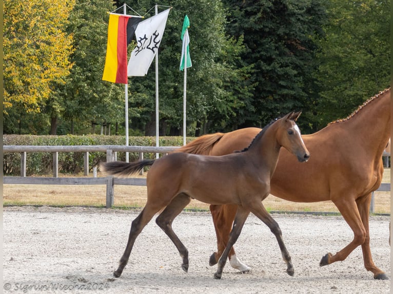 Trakehner Yegua 1 año Castaño in Burgstädt