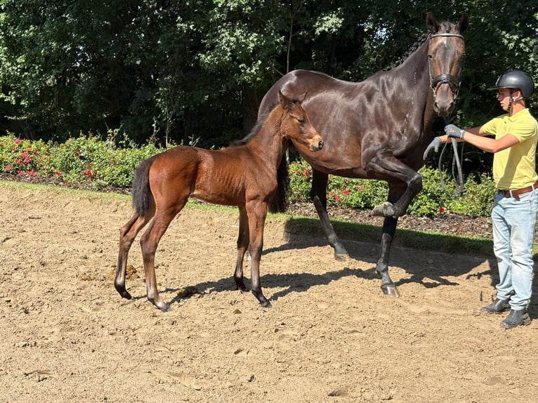 Trakehner Yegua 1 año Castaño in Verden (Aller)