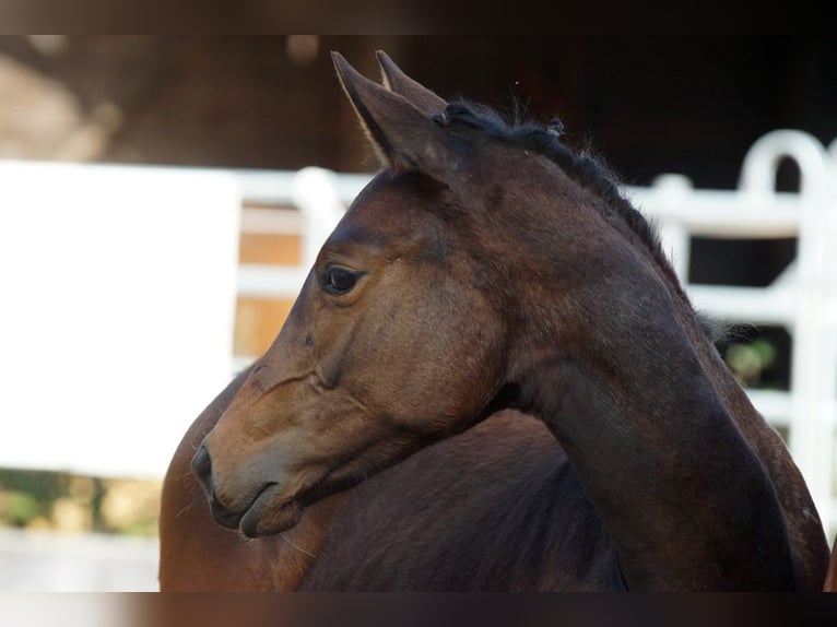 Trakehner Yegua 1 año Castaño oscuro in Günzburg