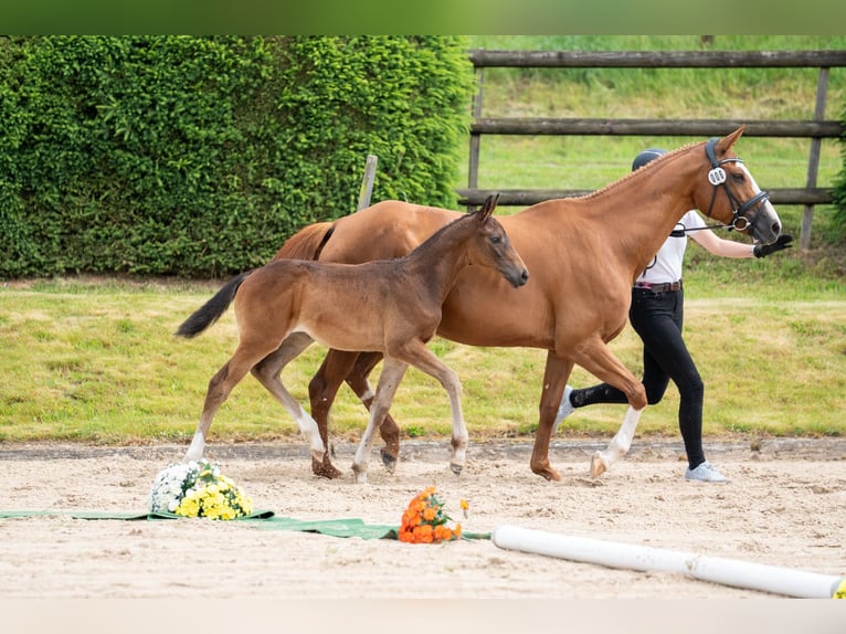 Trakehner Yegua 1 año Castaño oscuro in Fröttstädt