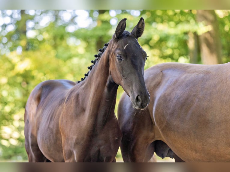 Trakehner Yegua 1 año Castaño oscuro in Langerwehe