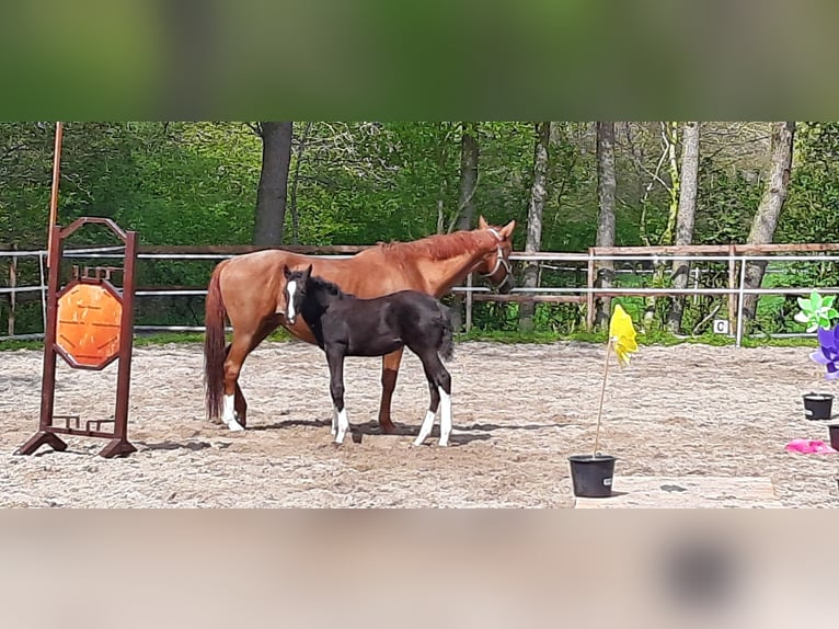 Trakehner Yegua 1 año Morcillo in Otterndorf