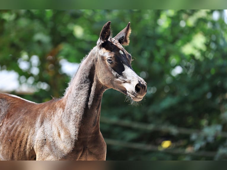 Trakehner Yegua 1 año Morcillo in Wickede