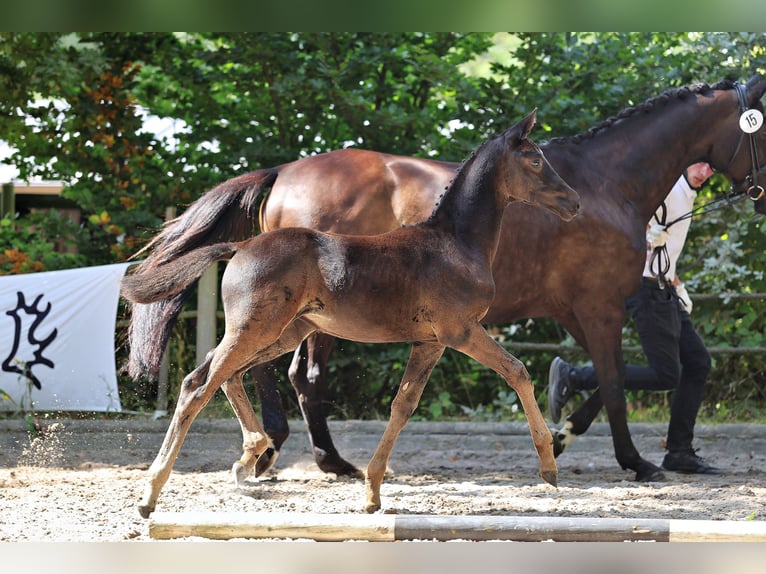 Trakehner Yegua 1 año Morcillo in Wickede