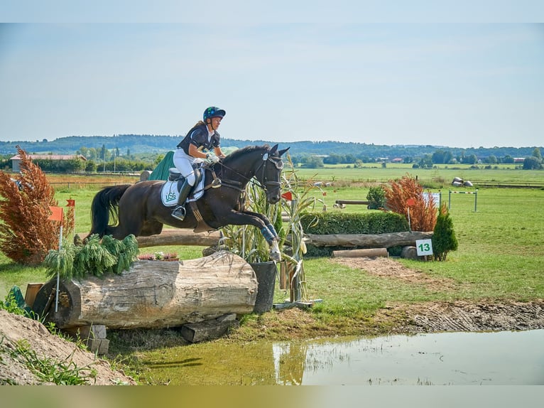 Trakehner Yegua 20 años 170 cm Morcillo in Hüttenberg