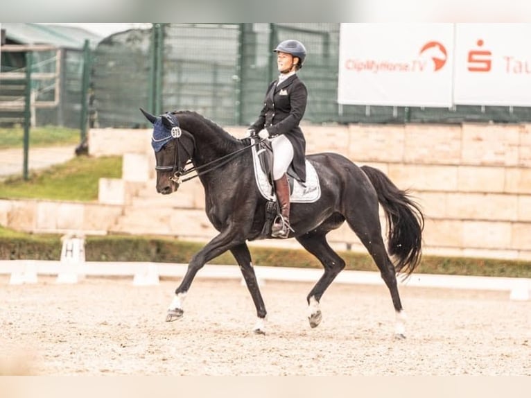 Trakehner Yegua 20 años 170 cm Morcillo in Hüttenberg