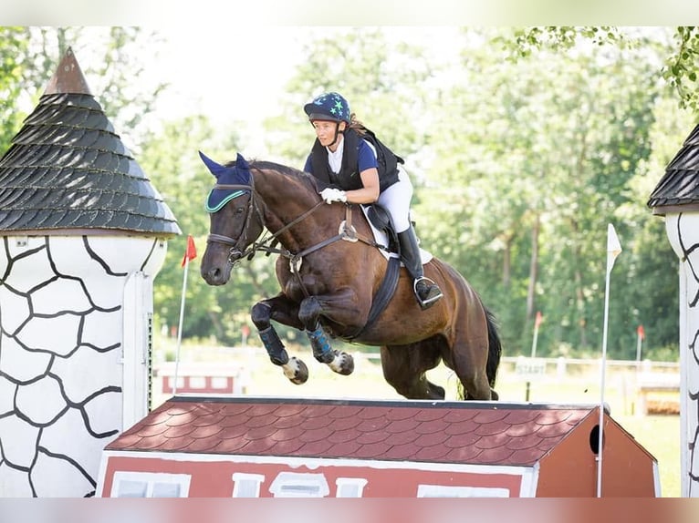 Trakehner Yegua 20 años 170 cm Morcillo in Hüttenberg