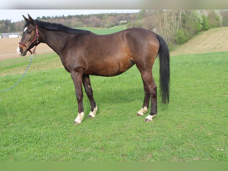 Trakehner Yegua 20 años 172 cm in Adelsried