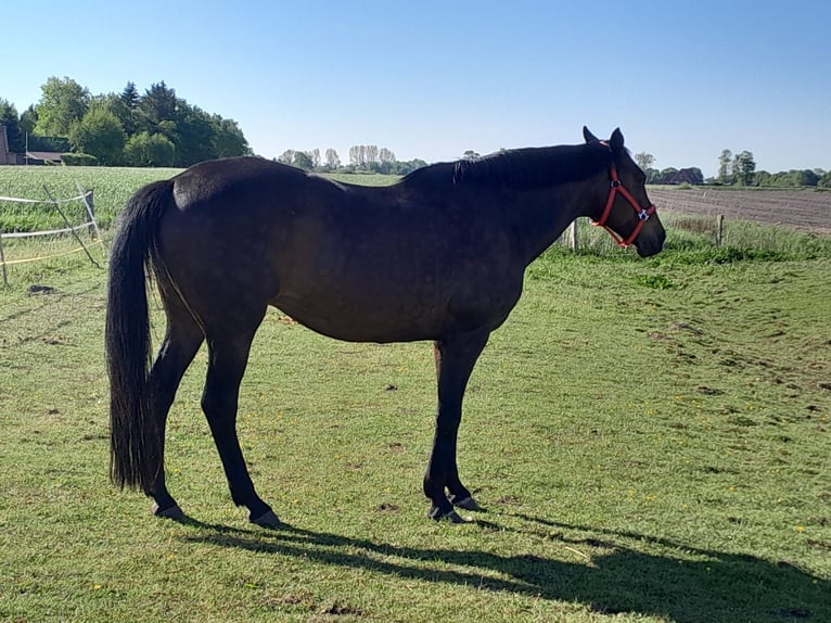 Trakehner Yegua 21 años 165 cm Castaño oscuro in Hage