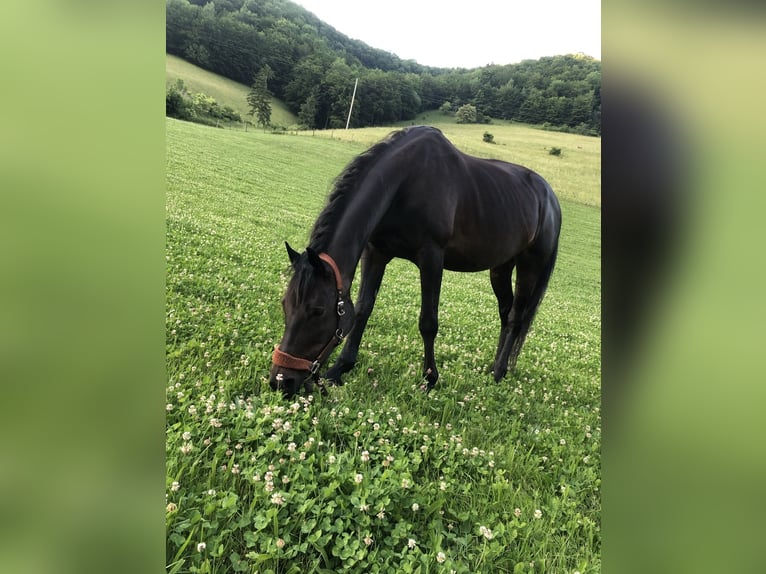 Trakehner Yegua 21 años 167 cm Castaño oscuro in Ternberg