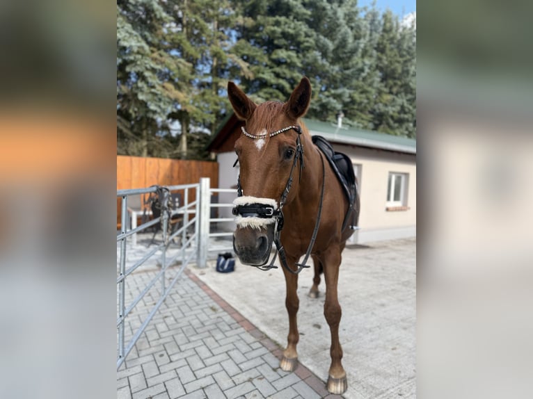 Trakehner Yegua 23 años 163 cm Alazán in Wusterhausen (Dosse) Trakehner Yegua 23 años 163 cm Alazán in Wusterhausen (Dosse)