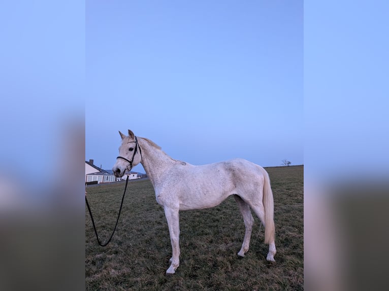 Trakehner Yegua 23 años 175 cm Tordo rodado in Moringen