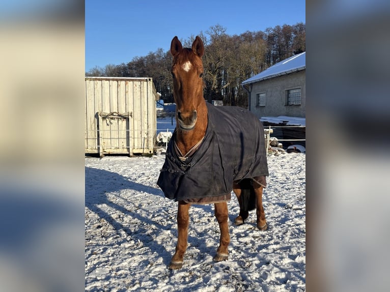 Trakehner Yegua 24 años 164 cm Alazán in Wusterhausen (Dosse)