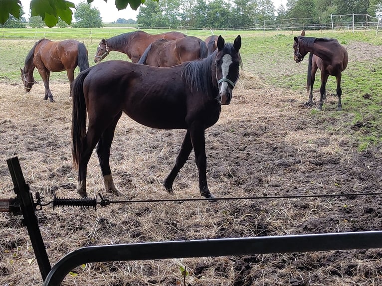 Trakehner Yegua 2 años 151 cm Morcillo in Otterndorf