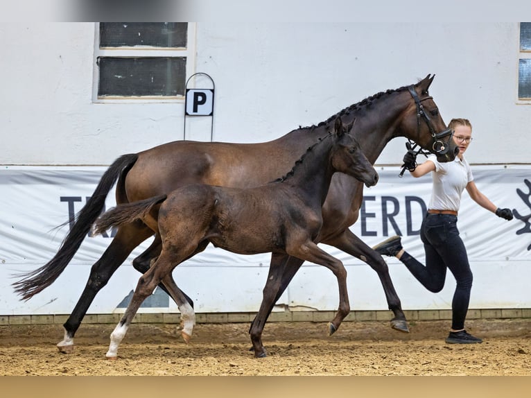 Trakehner Yegua 2 años 161 cm Morcillo in Ney