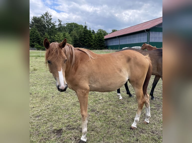 Trakehner Yegua 2 años 162 cm Alazán in Vechta