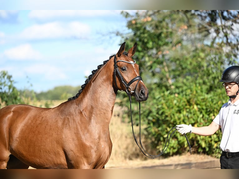 Trakehner Yegua 2 años 164 cm Castaño in Bismarck