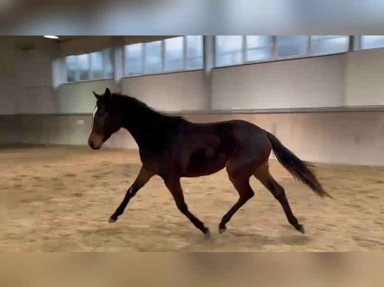 Trakehner Yegua 2 años 166 cm Castaño oscuro in Alzenau in Unterfranken
