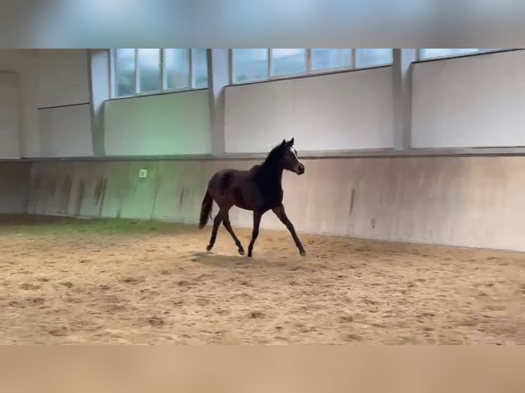 Trakehner Yegua 2 años 166 cm Castaño oscuro in Alzenau in Unterfranken