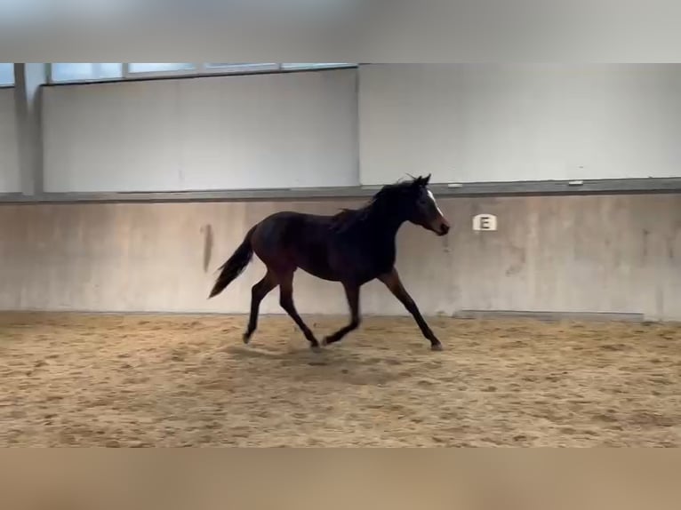 Trakehner Yegua 2 años 166 cm Castaño oscuro in Alzenau in Unterfranken