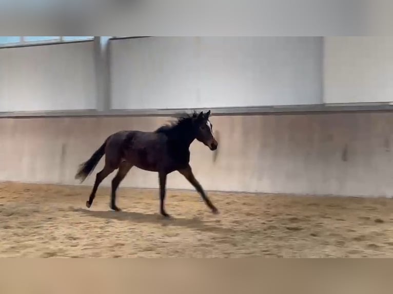 Trakehner Yegua 2 años 166 cm Castaño oscuro in Alzenau in Unterfranken