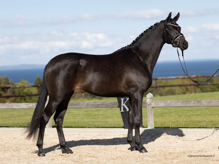 Trakehner Yegua 2 años 167 cm Morcillo in B&#xF8;rkop