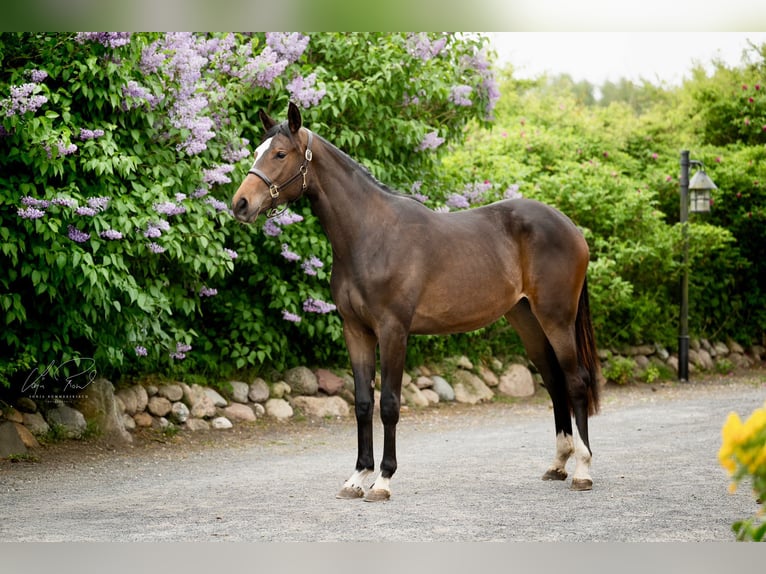 Trakehner Yegua 2 años 170 cm Castaño oscuro in Wenningstedt