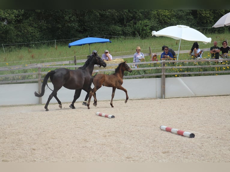 Trakehner Yegua 2 años 171 cm Castaño oscuro in Nellingen-Aichen