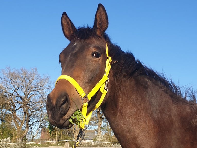 Trakehner Yegua 2 años 171 cm Castaño oscuro in Nellingen-Aichen
