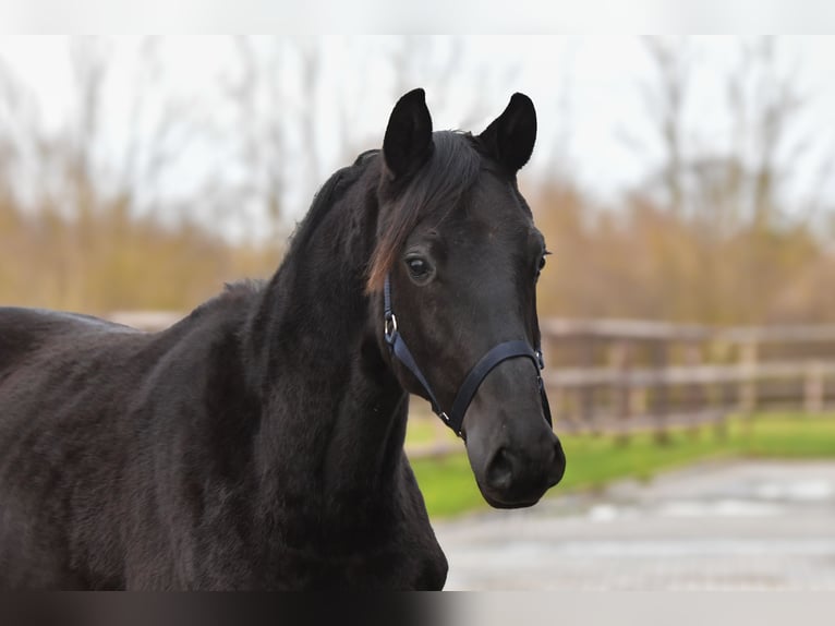 Trakehner Yegua 2 años Negro in Brodersdorf