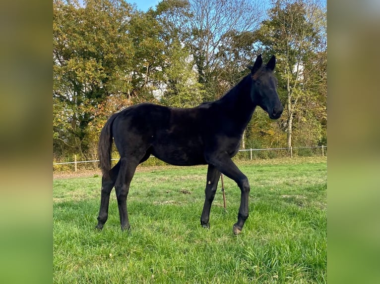 Trakehner Yegua 2 años Negro in Marlow