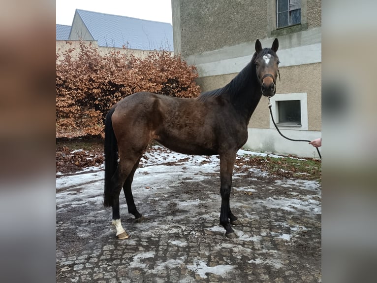 Trakehner Yegua 3 años 155 cm Castaño oscuro in Mügeln