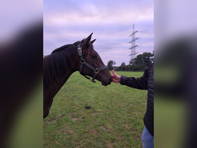Trakehner Yegua 3 años 158 cm Castaño in Düsseldorf
